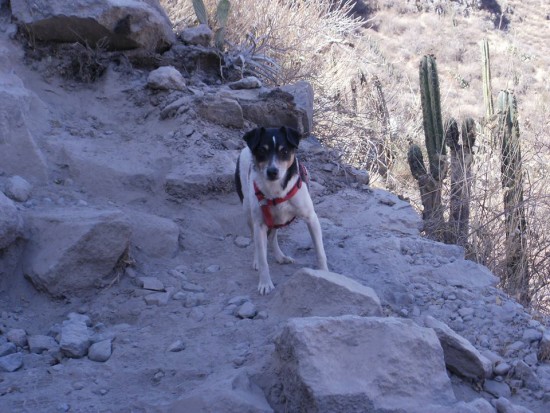 Hiking To The Oasis In The Colca Canyon, Peru. If Buster Can Do It - You Can Too! This is What the Rocky Trail to the Oasis is Like, With Steps in Some Areas