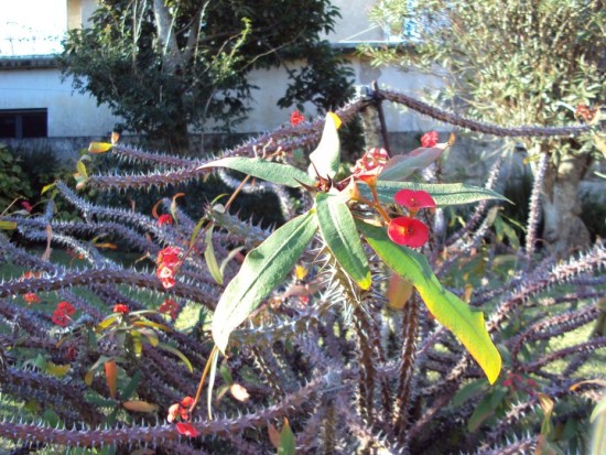 Photographs of Cacti & Flowers in Uruguay. Flower or Cacti?