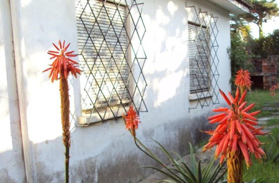 Photographs of Cacti & Flowers in Uruguay. Loving a Little Shade