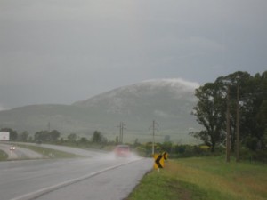 Photographs of Trees in Uruguay