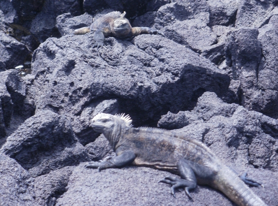 Galapagos Islands Lizards & Iguanas.  Iguanas Catching Some Sun on Isabela Island