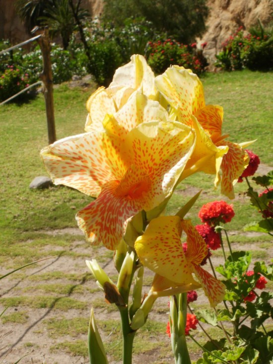 Flowers in the Gardens at the Oasis