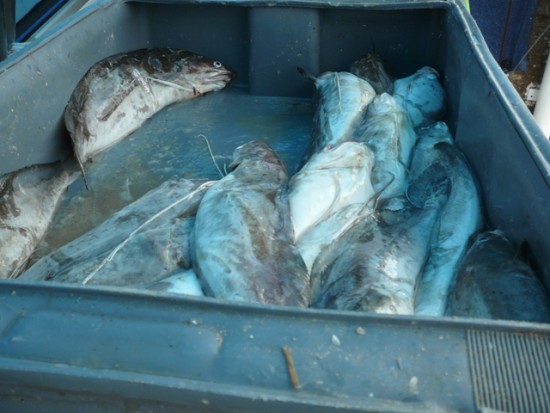 Fish Market in Punta del Este, Uruguay