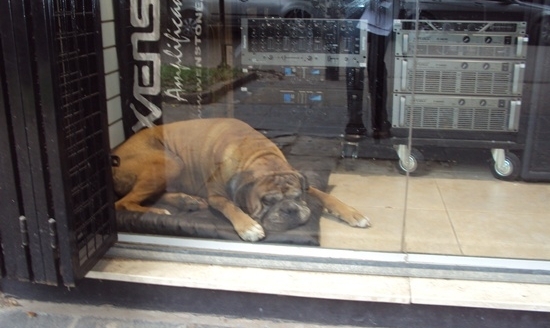 Resistencia & Corrientes Argentina Travel Photo Memories. Guard Dog in Resistencia Electronics Shop