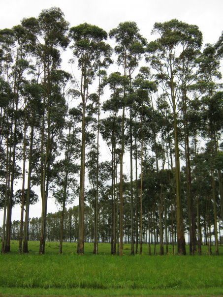 Photographs of Trees in Uruguay